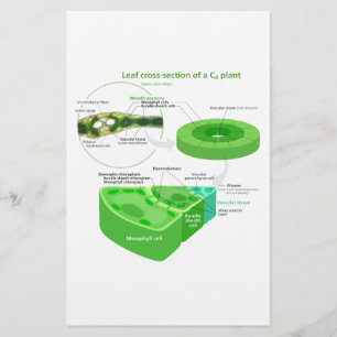 Förenklat C4-fotosyntesdiagram