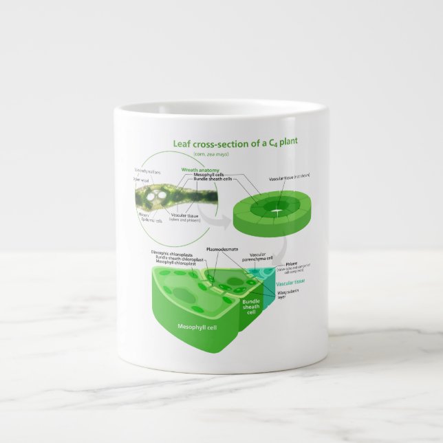 Förenklat C4-fotosyntesdiagram Jumbo Mugg (Framsidan)