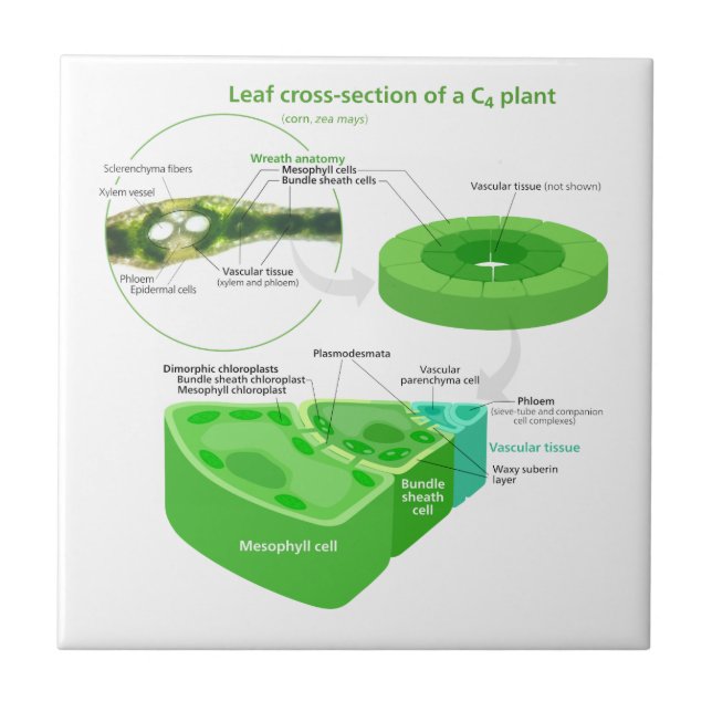 Förenklat diagram för Photosynthesis C4 Kakelplatta (Framsidan)