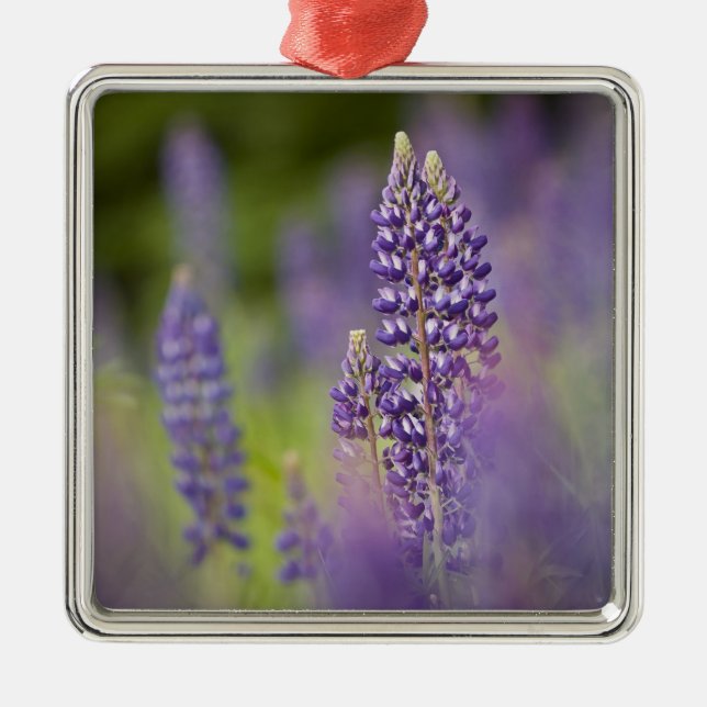 Förenta staterna, Nordöstra Minnesota, nära Silver Julgransprydnad Metall (Framsidan)