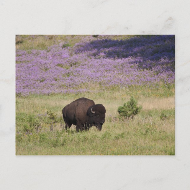 Förenta staterna, South Dakota, American bison (Bi Vykort (Framsida)