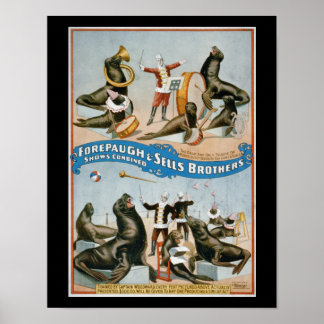 Forepaugh och Sells - vintage cirkussealioner Poster