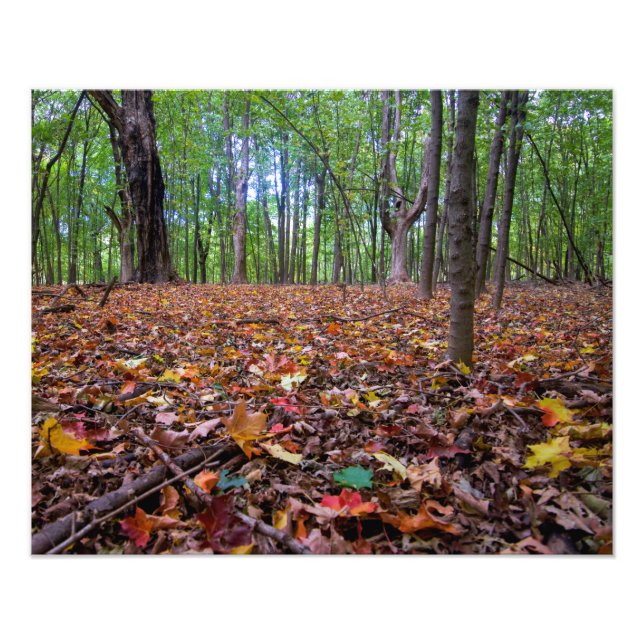 Forest Autumn Färg Fototryck (Framsidan)