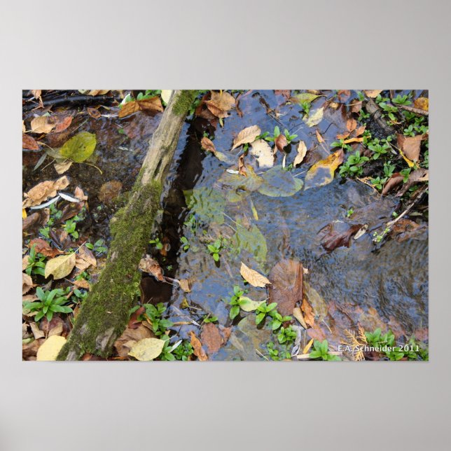 Forest Bäck poster (Framsidan)