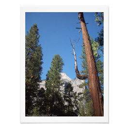 "Forest Cactus" Yosemite Valley Photo Print! Fototryck