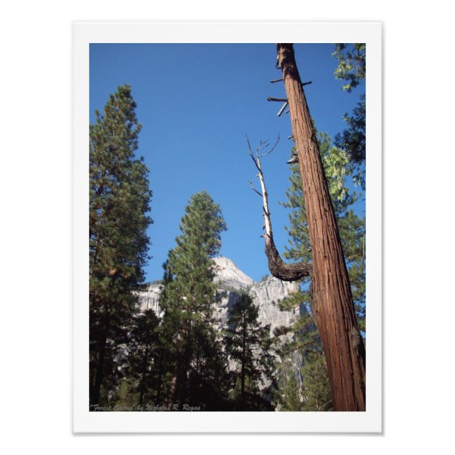 "Forest Cactus" Yosemite Valley Photo Print! Fototryck (Framsidan)