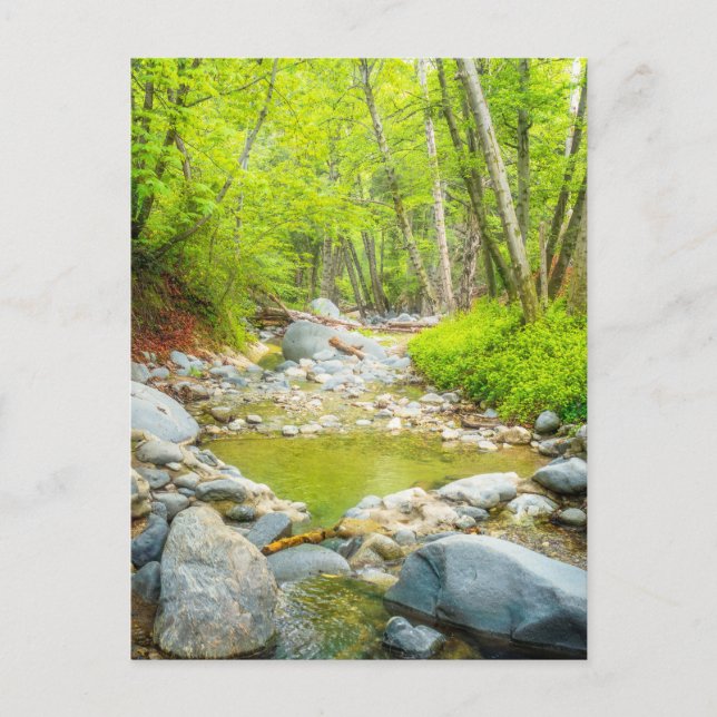 Forest Creek Nature Landscape Photo Print Art Vykort (Framsida)