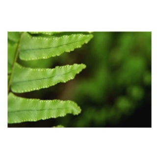 Forest Fern Fototryck