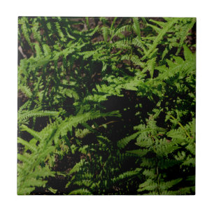 Forest Golv Ferns Kakelplatta