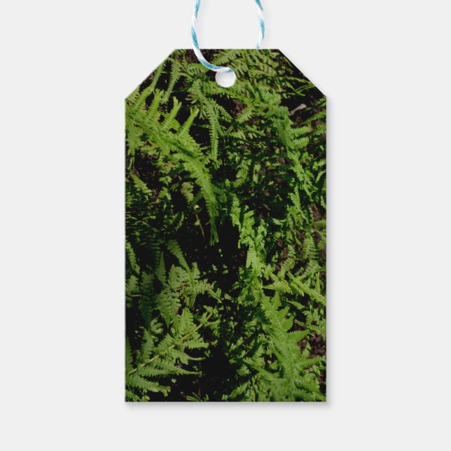 Forest Golv Ferns Presentetikett (Framsidan)