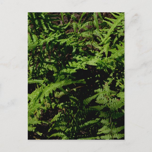 Forest Golv Ferns Vykort (Framsida)