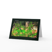Forest Golv Fractal Art Notecards