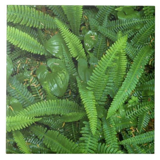 Forest Golv, Quinault Rain Forest, Olympic NP Kakelplatta (Framsidan)