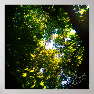 Forest Heaven catalpa träd ambiental Poster