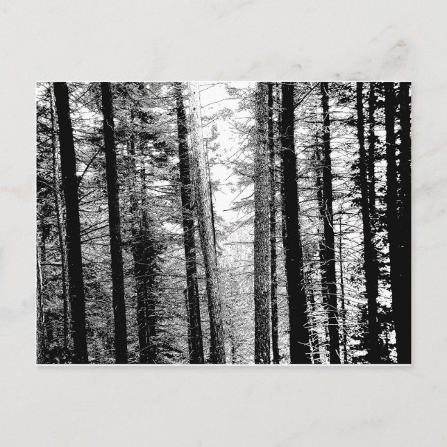 Forest in Black and White Vykort (Framsida)