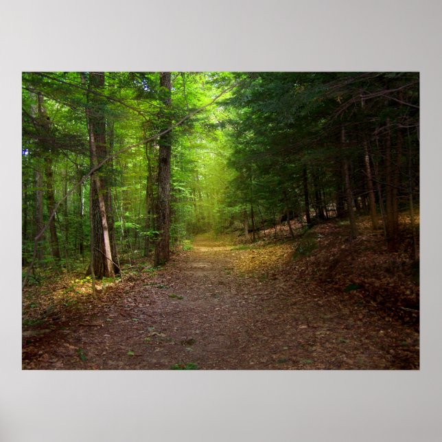 Forest Light Poster (Framsidan)