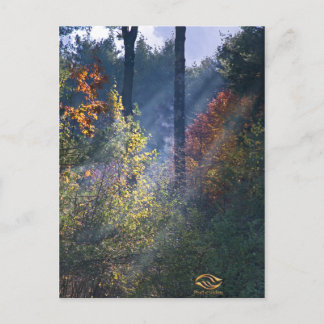 Forest Morgon Vermont Fall Vykort