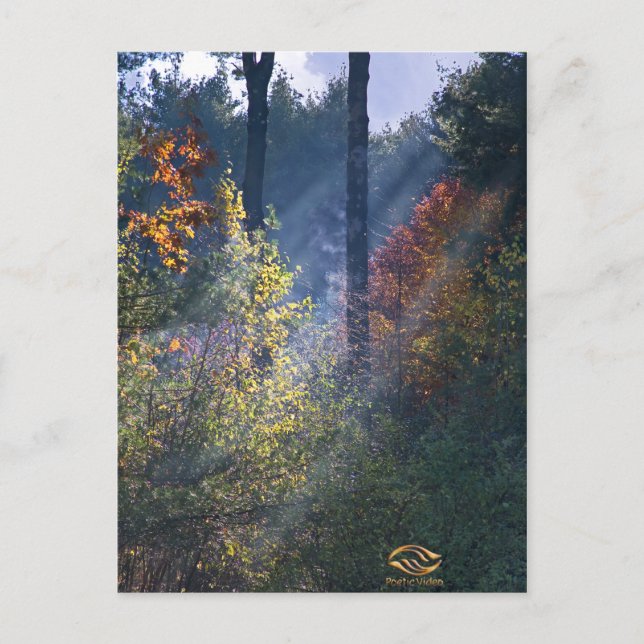 Forest Morgon Vermont Fall Vykort (Framsida)