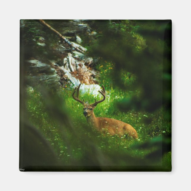 Forest Prince Magnet (Framsidan)