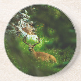 Forest Prince Underlägg