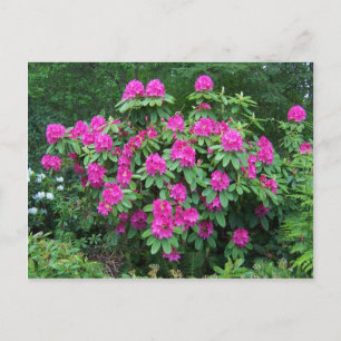 Forest Rhododendron Vykort