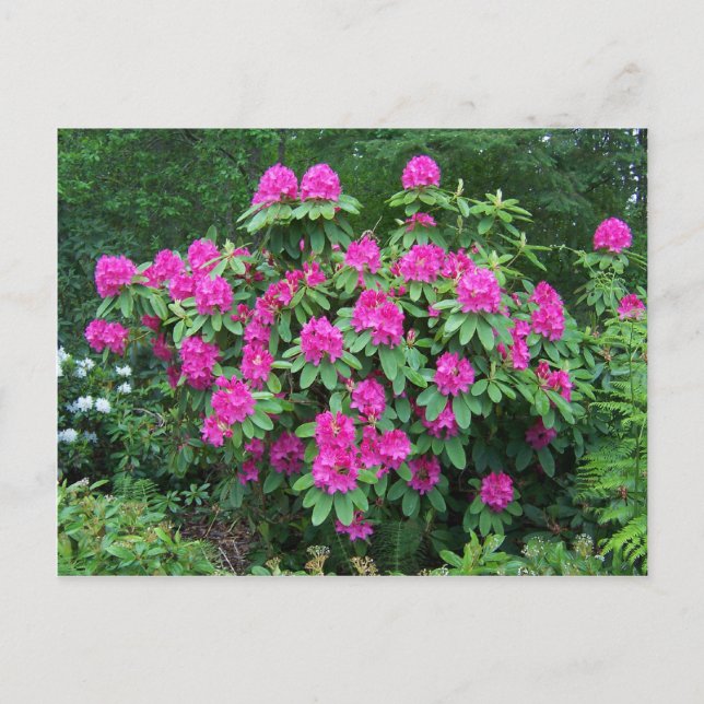 Forest Rhododendron Vykort (Framsida)