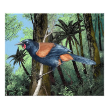 Forest Saddleback Bird