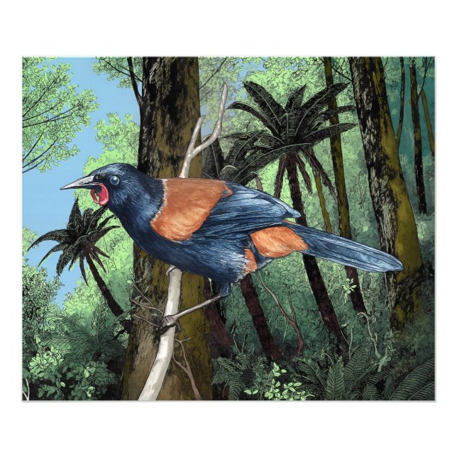 Forest Saddleback Bird Fototryck (Framsidan)