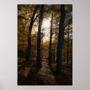 Forest sol poster