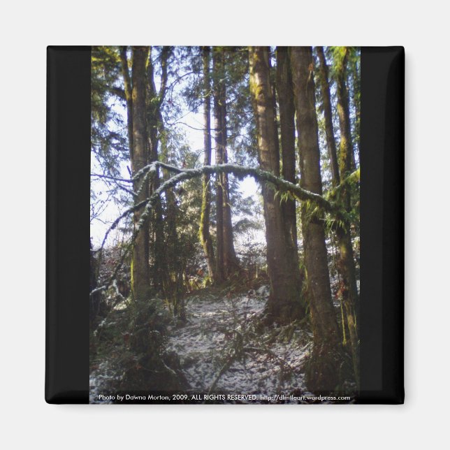 Forest Sol Rays i Snö #32 Magnet (Framsidan)