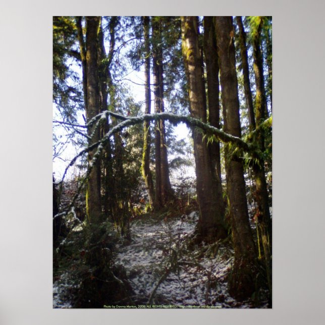 Forest Sol Rays i Snö #32 Poster (Framsidan)