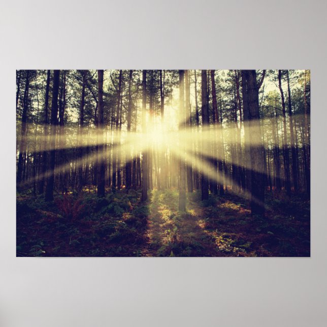 Forest Sunbeams Poster (Framsidan)