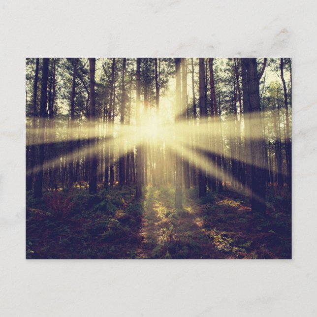 Forest Sunbeams Vykort (Framsida)