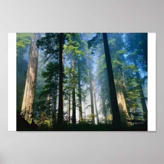 Forest Sunlight Poster (Framsidan)