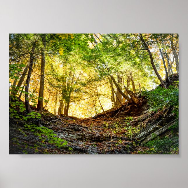 Forest Sunset Nature Poster (Framsidan)