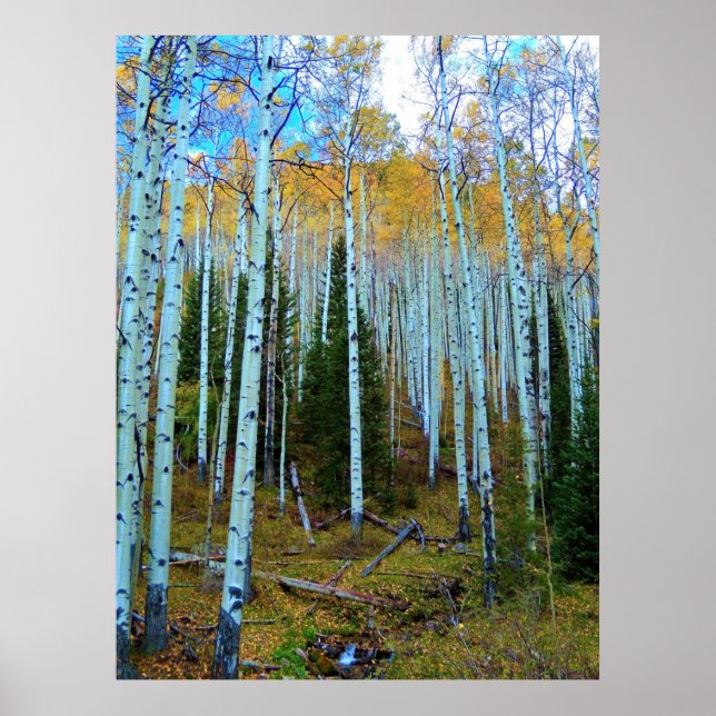 Forest Throught the Trees Poster (Framsidan)