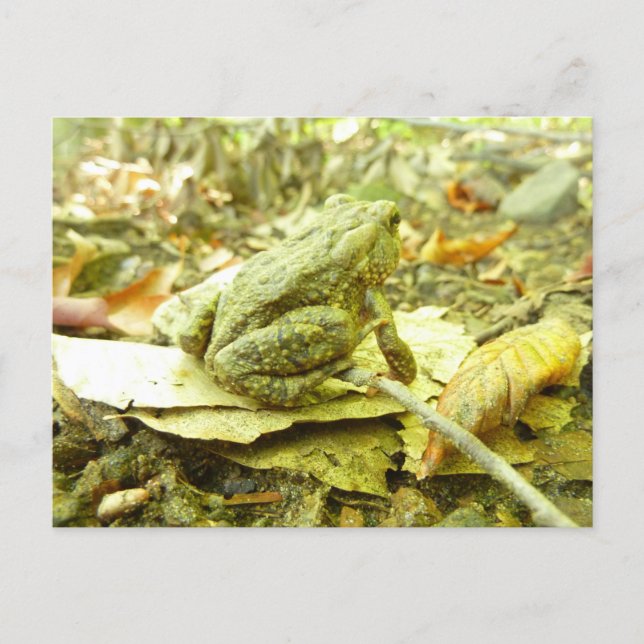Forest Toad Vykort (Framsida)