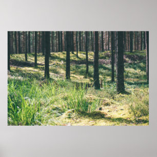 Forest träd. Natur, grönt, solljus bakgroun Poster