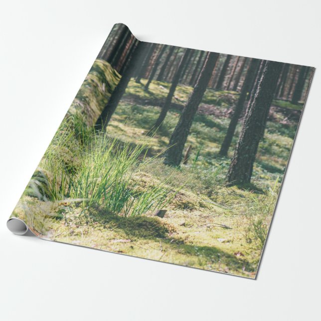 Forest träd. Natur, grönt, solljus bakgroun Presentpapper (Utrullad)