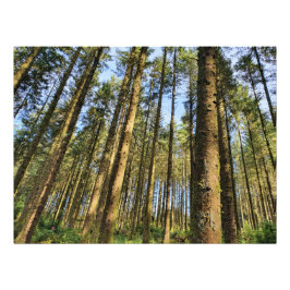 Forest Träd Poster