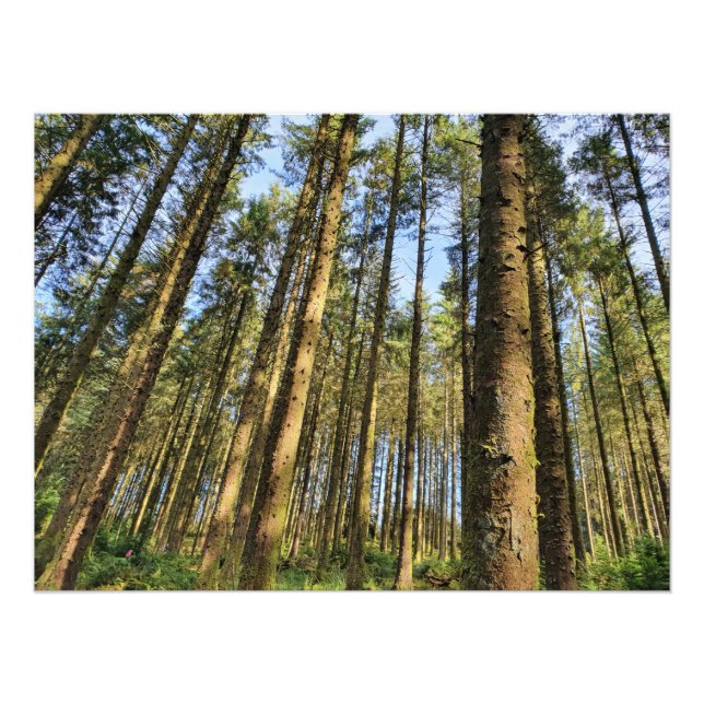 Forest Träd Poster (Framsidan)