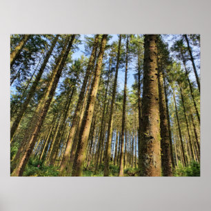 Forest Träd Poster