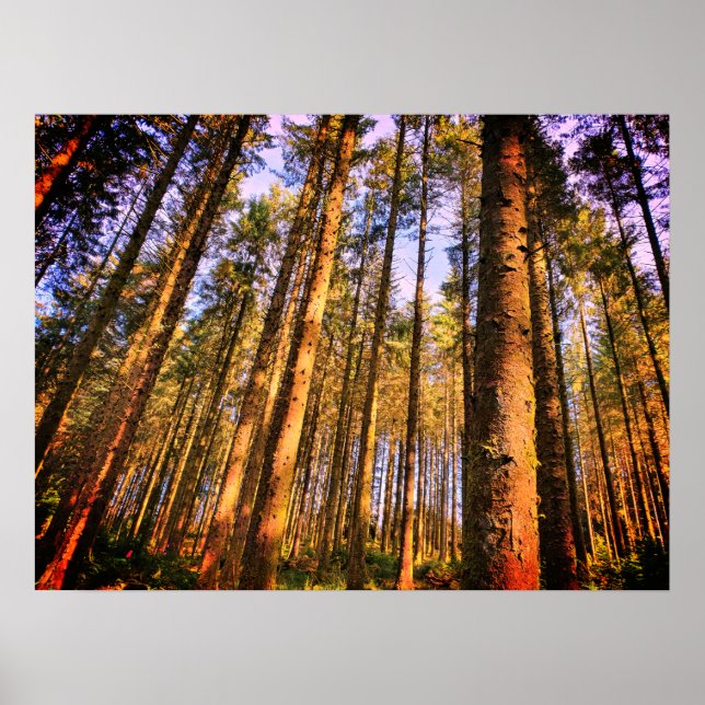 Forest Träd Poster (Framsidan)