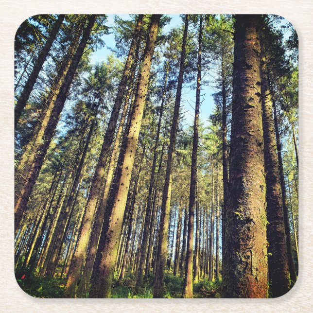 Forest Träd Underlägg Papper Kvadrat (Framsidan)