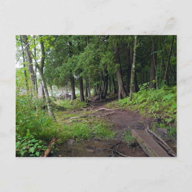 Forest Trail through Jay Cooke Park Vykort (Framsida)
