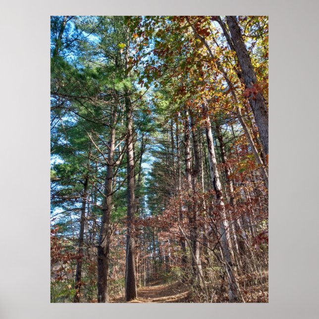 Forest väg poster (Framsidan)