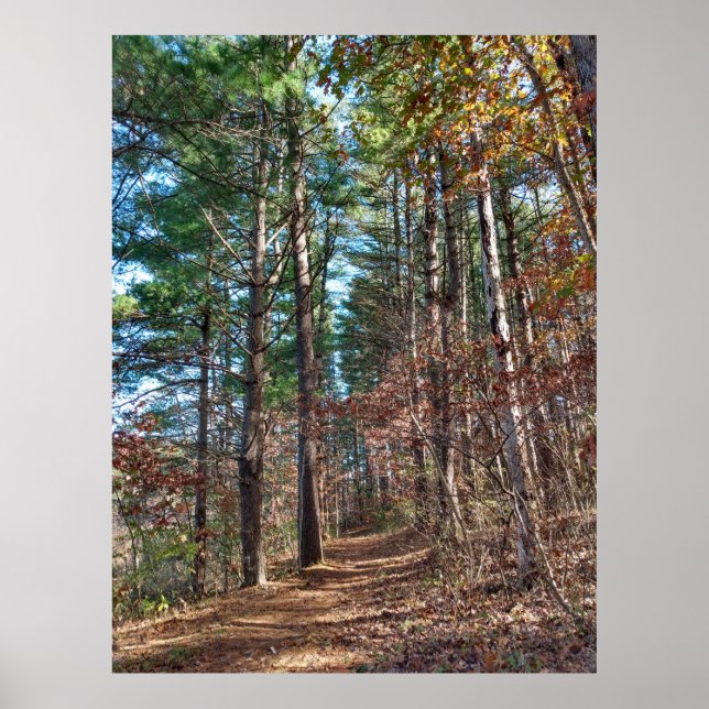 Forest väg poster (Framsidan)