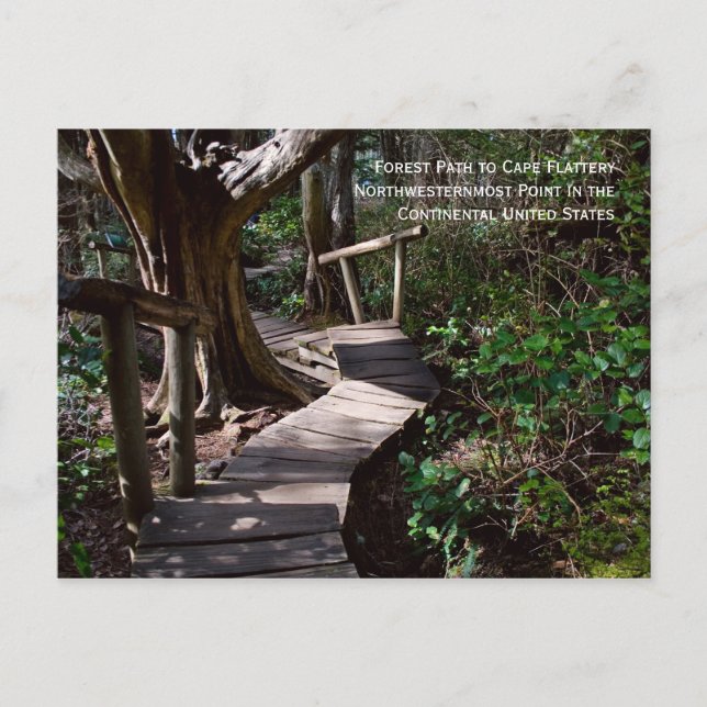 Forest Väg till Cape Flattery Vykort (Framsida)