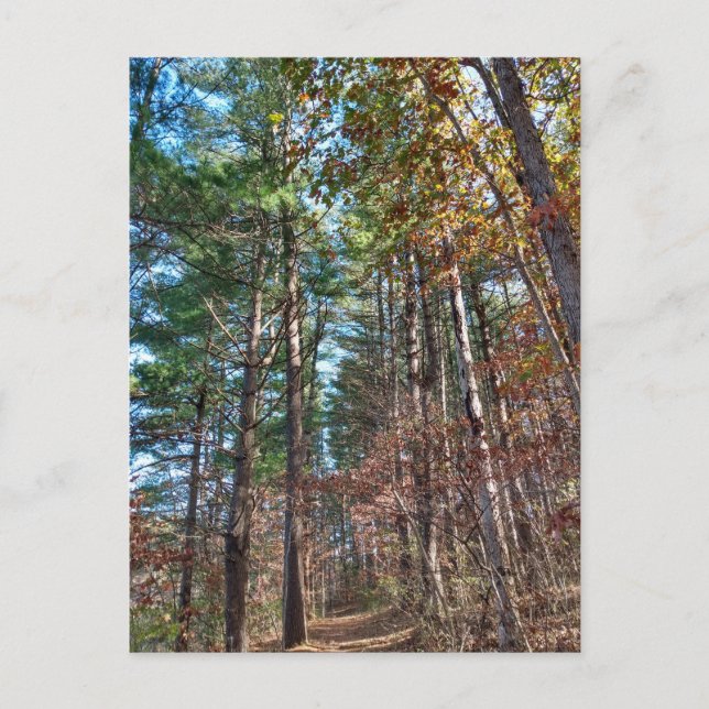 Forest väg vykort (Framsida)