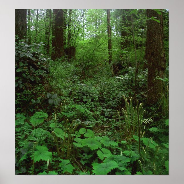Forest Walk GT 1 Poster (Framsidan)